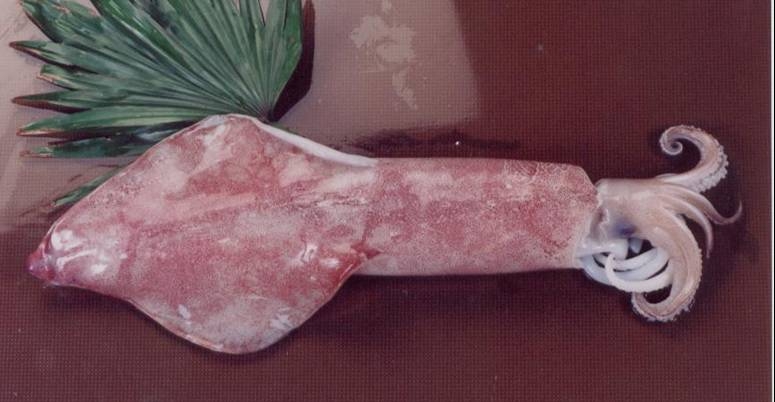 Squid 2